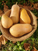 Courge  (variété sucrine du berry)