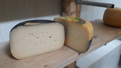Gouda mixte vache-brebis, 270-330 gr
