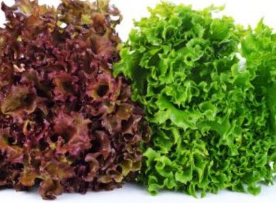 Lot de 2 salades incisées bio