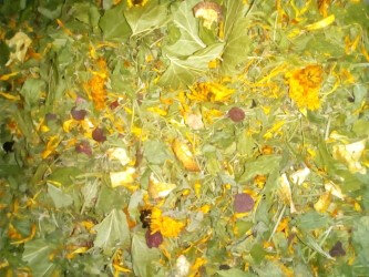 Tisane eros