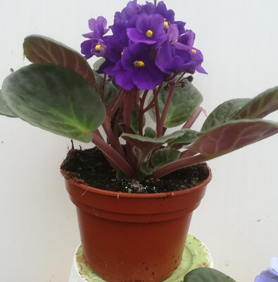 Saintpaulia pot de 12 cm