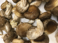 Shiitake bio