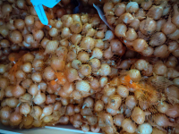 Filet 500 g oignons jaunes