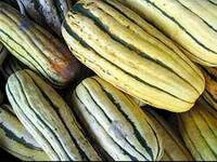 Courge délicata