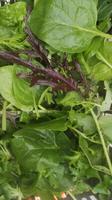Mesclun