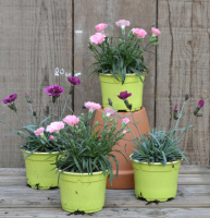 Oeillet mignardise nain