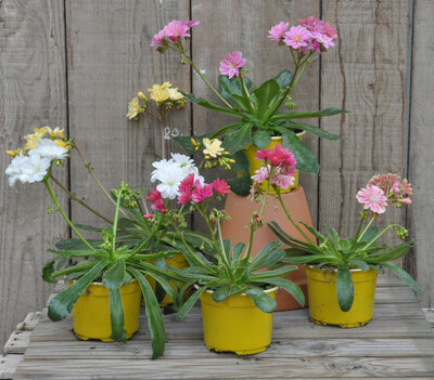 Lewisia 'elise'