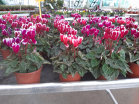 3 mini cyclamen p10 couleurs variées