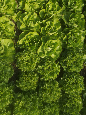 Salade
