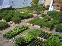 Grand panier de plants maraîchers