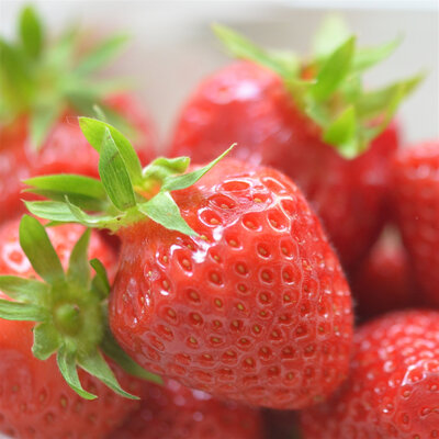 Lot de 10 plants de fraisiers remontants