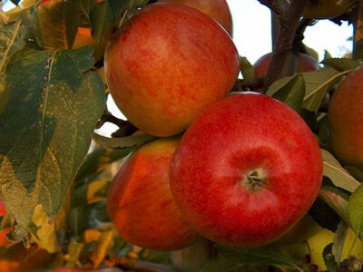 Pommes braeburn