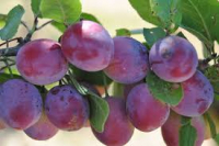 Damassine et menthe confiture