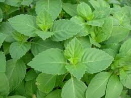 Plant de basilic sacré 'tulsi'