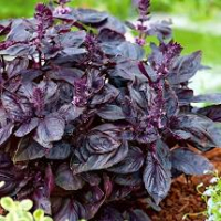 Plant de basilic pourpre