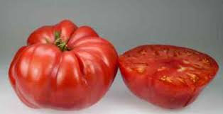 Plant de tomate géante rouge