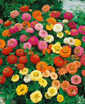 Zinnia