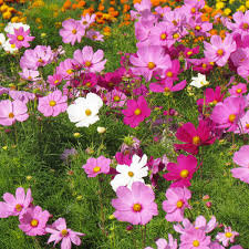 Cosmos