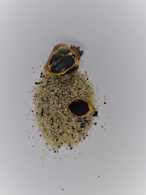 Sel fumé à l'ail noir bio