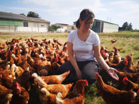 12 moyens œufs fermiers plein air : m > 53g