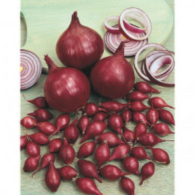 Semences oignons rouge ' red baron '