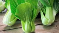 Lot de 2 choux chinois pak choï bio