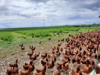 6 très gros œufs fermiers plein air : xl >73g