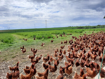 6 très gros œufs fermiers plein air : xl >73g