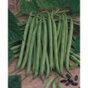 Semences haricots fin vert 'delinel'