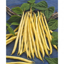 Semences haricots beurre major