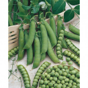 Semences petit pois nain ridé 'kelvedon'