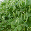Semences petit pois à rames 'serpette'