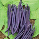 Semences haricot violet purple queen