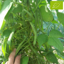 Semences haricot à rames verperal