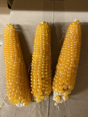 Mais pop corn