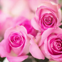 Rose vanille - gelée