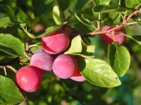 Damassine -  confiture