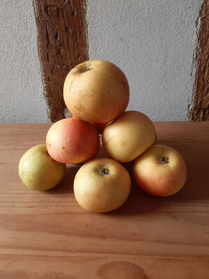 Petites pommes 'bénédictin'
