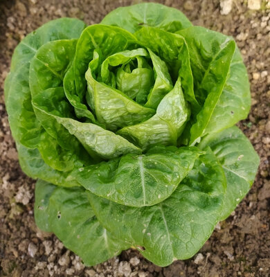Salade sucrine