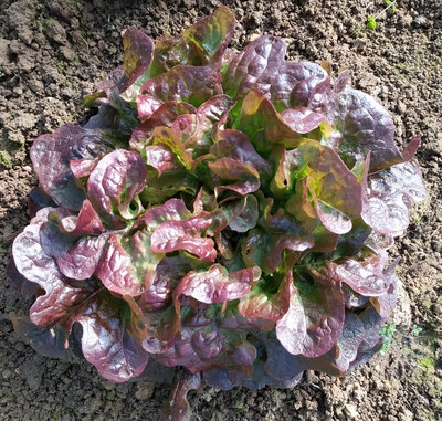 Salade feuilles de chêne rouge