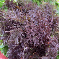 Micro-pousse de moutarde rouge frisée