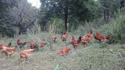 Poulet