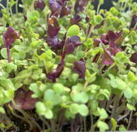 Mélange de micro-pousses 'équilibre' barq dbl