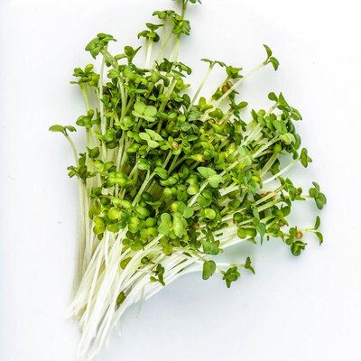 Micro-pousses de brocoli rapini barq dble