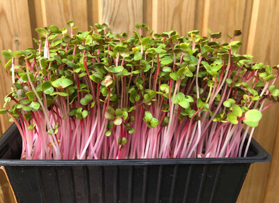 Micro-pousses de radis chinois rose barq dbl