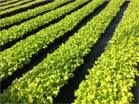 Plants de laitue batavia blonde florine