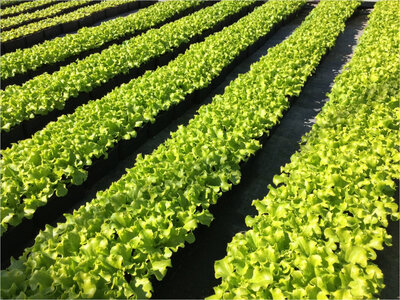 Plants de laitue batavia blonde florine