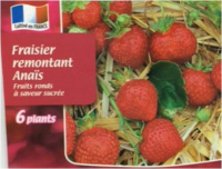 Plants de fraisier anaïs