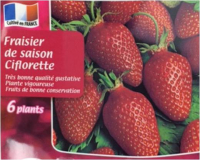 Fraisier ciflorette