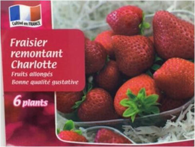 Fraisier charlotte